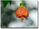 ابوتیلون گل گاوپنبه‌ای